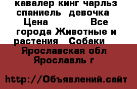  кавалер кинг чарльз спаниель -девочка › Цена ­ 45 000 - Все города Животные и растения » Собаки   . Ярославская обл.,Ярославль г.